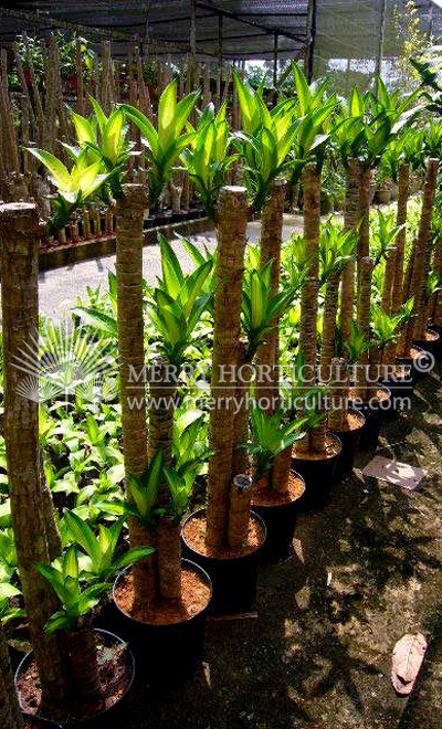 Dracaena fragrans massegeana (3 stems)